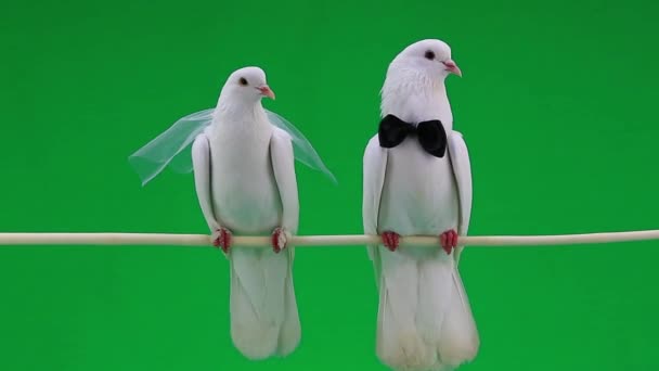 Pigeons de mariage avec noeud papillon et voile — Video