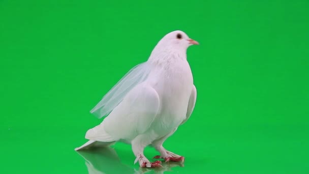 Pigeon de mariage blanc — Video