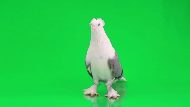 Weiße Taube mit grauen Flügeln — Stockvideo