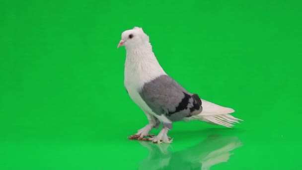 White pigeon with gray wings — Stock Video