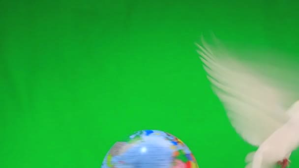 Pigeon blanc sur le globe — Video