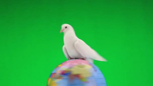 White pigeon on globe — Stock Video