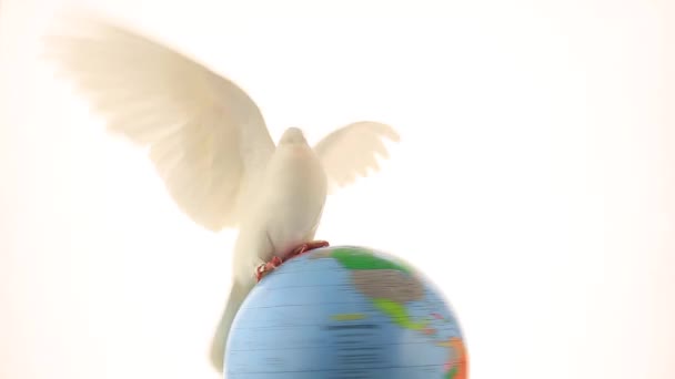 Witte duif op wereldbol — Stockvideo