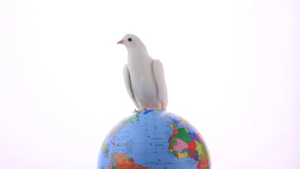 White pigeon on globe — Stock Video