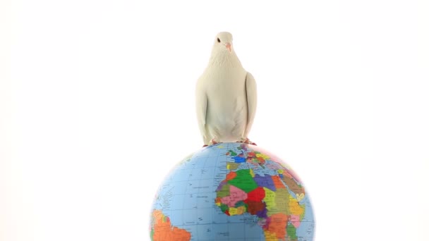 White pigeon on globe — Stock Video