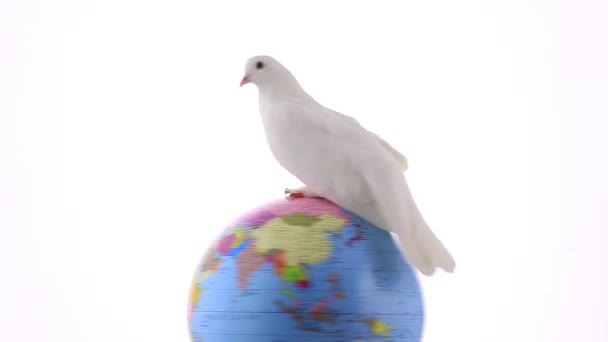 Pombo branco no globo — Vídeo de Stock