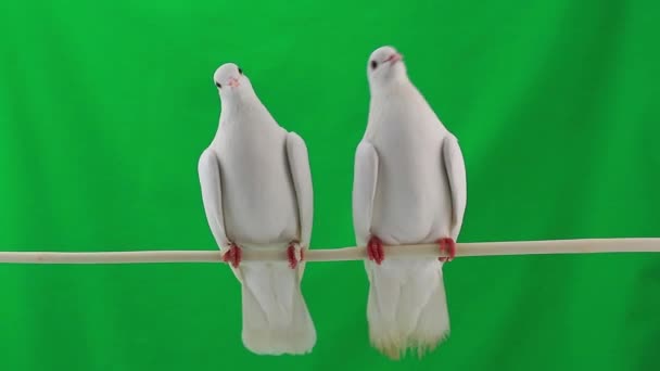Dos palomas en rama — Vídeos de Stock