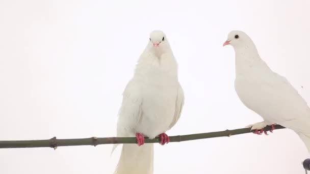 Два белых голубя — стоковое видео