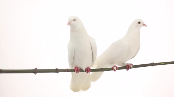 Deux pigeons blancs 