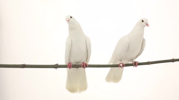 Dvě bílé holuby — Stock video
