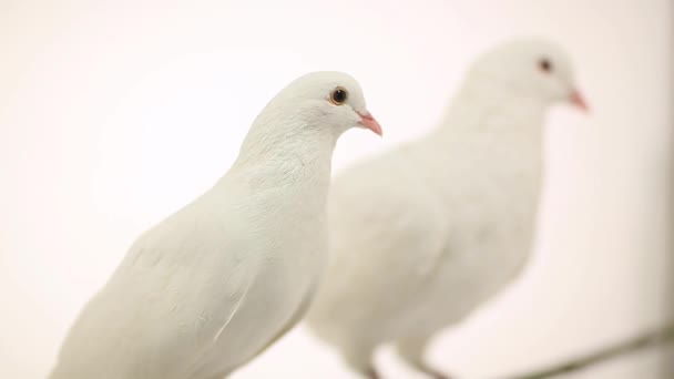 Два білих голубів — стокове відео