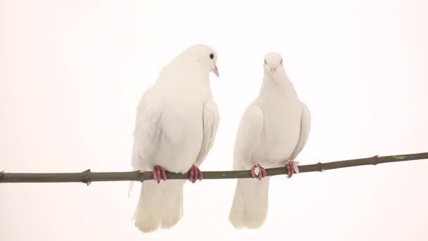 Deux pigeons blancs 