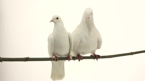 Deux pigeons blancs 