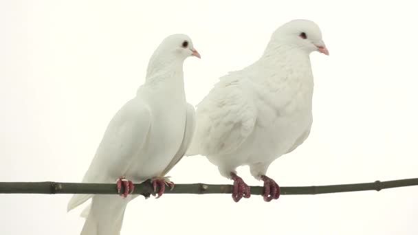 Deux pigeons blancs 