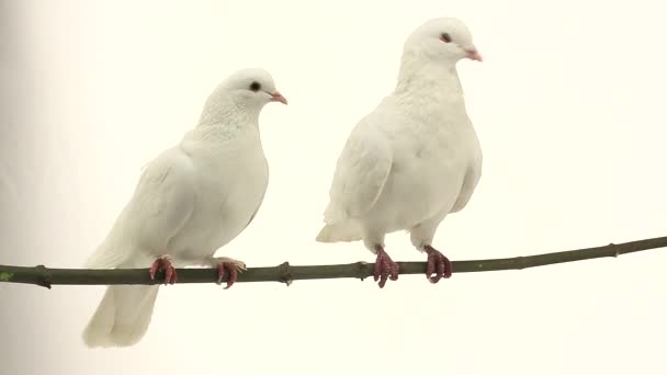 Deux pigeons blancs 