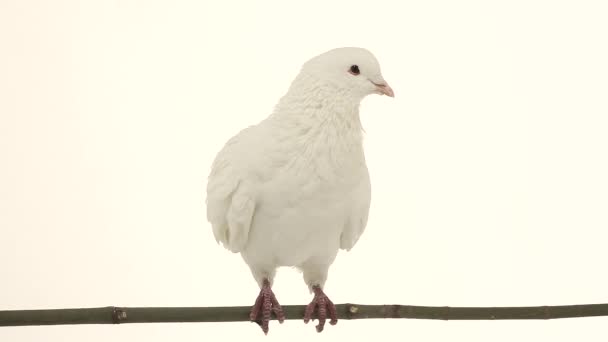 pigeon blanc sur la branche 