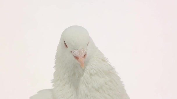 Pombo branco sobre branco — Vídeo de Stock
