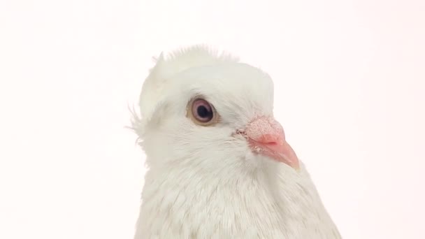 White pigeon on white — Stock Video