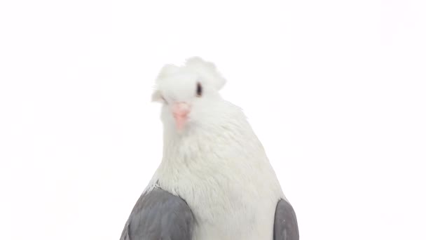 Pombo branco sobre branco — Vídeo de Stock