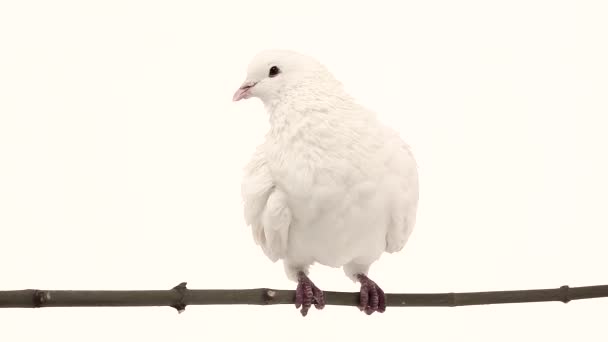 Pombo branco no ramo — Vídeo de Stock