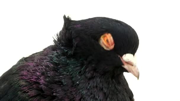 Bir beyaz üzerine siyah güvercin — Stok video