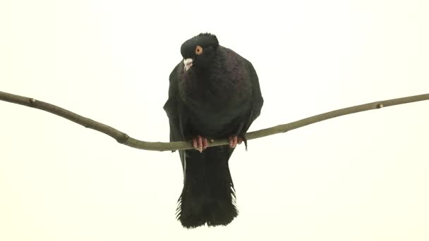 Чёрный голубь на ветке — стоковое видео