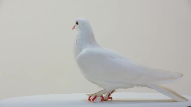Rotating white pigeon — Stock Video