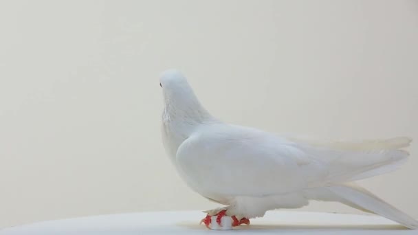 Rotating white pigeon — Stock Video