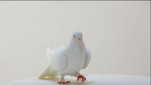 Pigeon blanc rotatif — Video