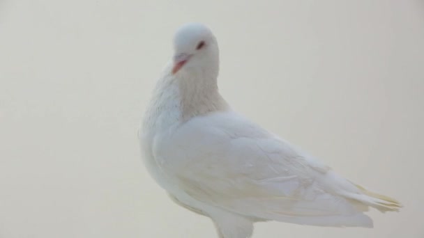 Rotating white pigeon — Stock Video