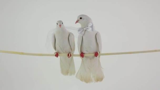 Casamento pombos brancos — Vídeo de Stock