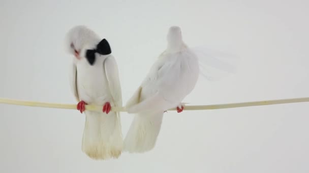 Palomas blancas de boda — Vídeo de stock