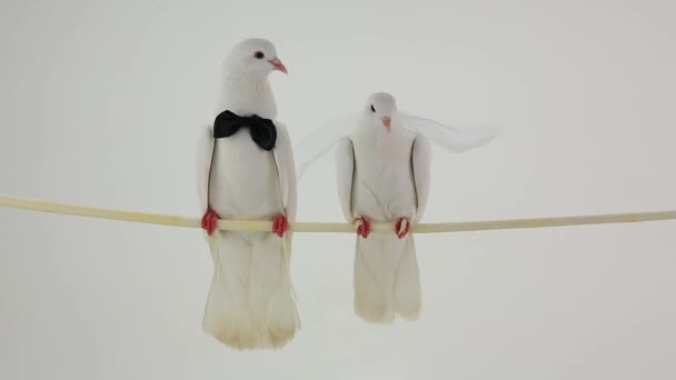 Wedding white pigeons — Stock Video