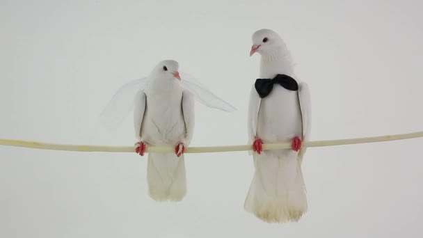 Palomas blancas de boda — Vídeo de stock