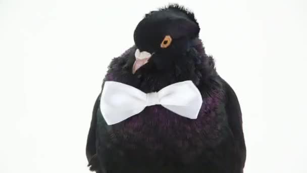 Black pigeon with bowtie — Stock Video