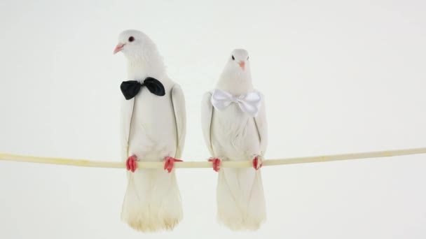 Palomas blancas de boda — Vídeos de Stock