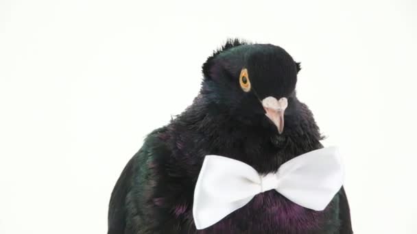 Zwarte duif met bowtie — Stockvideo