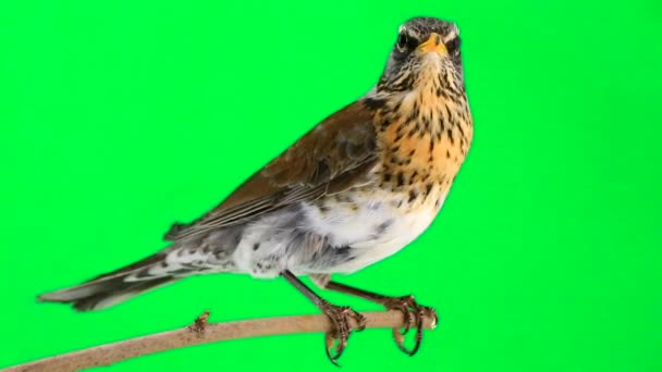 Trast (Turdus pilaris) — Stockvideo