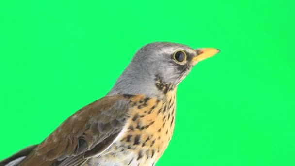 Tordo (Turdus pilaris ) — Vídeo de Stock