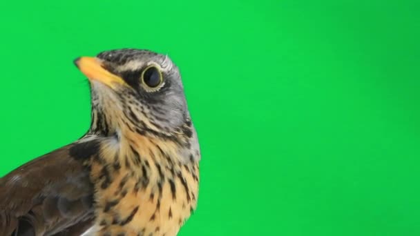 Grive (Turdus pilaris) )