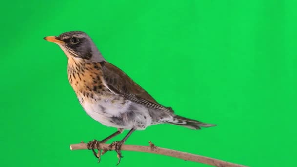 Tordo (Turdus pilaris ) — Vídeo de Stock