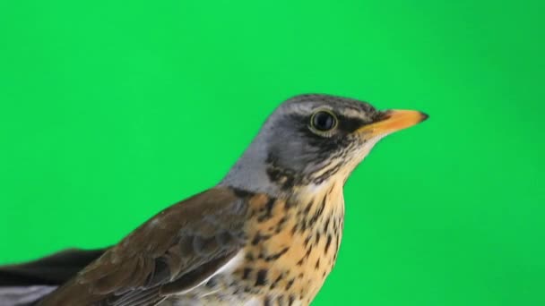 Grive (Turdus pilaris) )