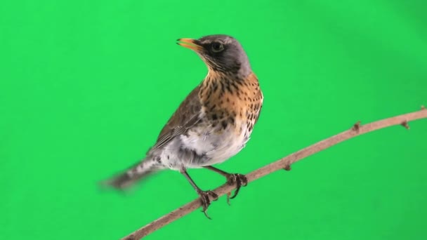 Tordo (Turdus pilaris ) — Video Stock