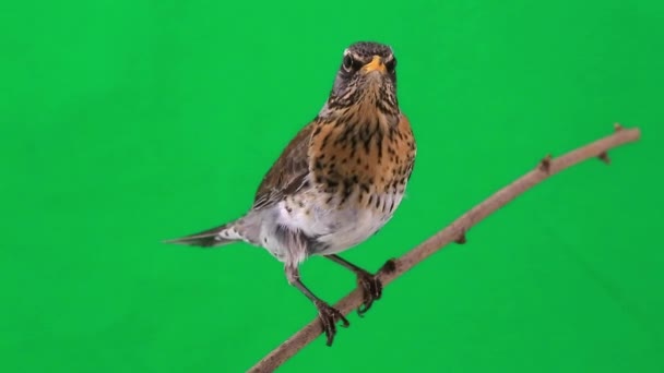 Tordo (Turdus pilaris ) — Vídeo de Stock