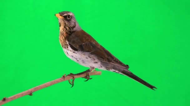 Tordo (Turdus pilaris ) — Vídeo de Stock