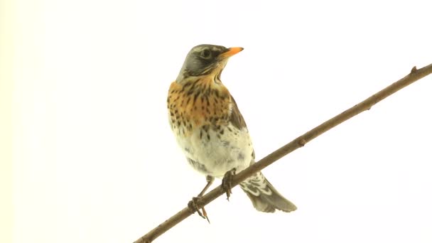 Tordo (Turdus pilaris ) — Vídeo de Stock