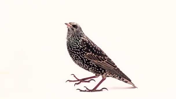 Bir Starling arka görünümü — Stok video