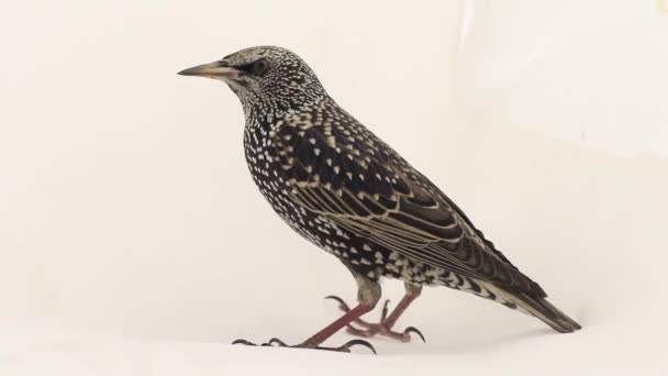 Bir Starling arka görünümü — Stok video