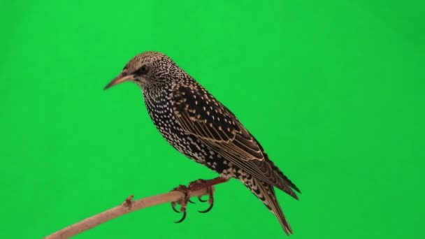 Starling seduta sul ramo — Video Stock