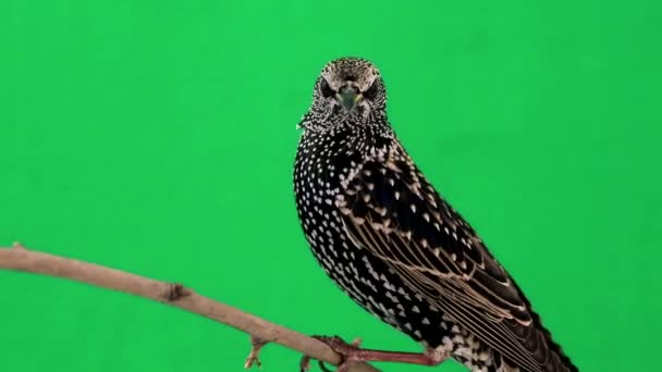 étourneau assis sur la branche 